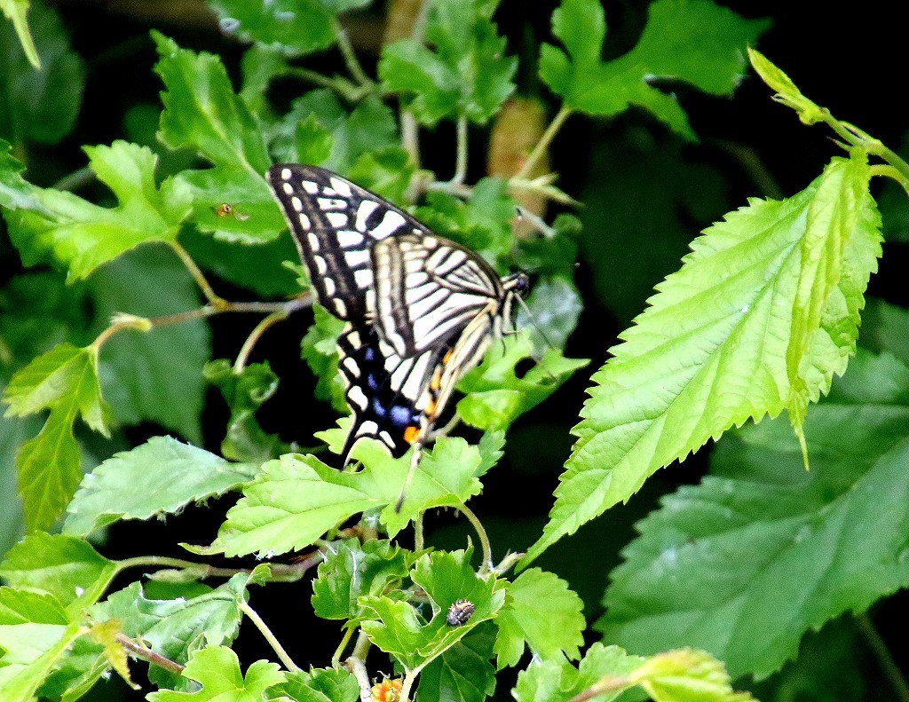 b0320769_16022934.jpg