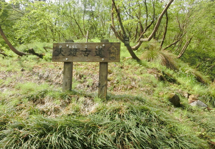 No466シャクナゲ満開の石川県火燈山～富士写ケ岳_b0185573_94497.jpg