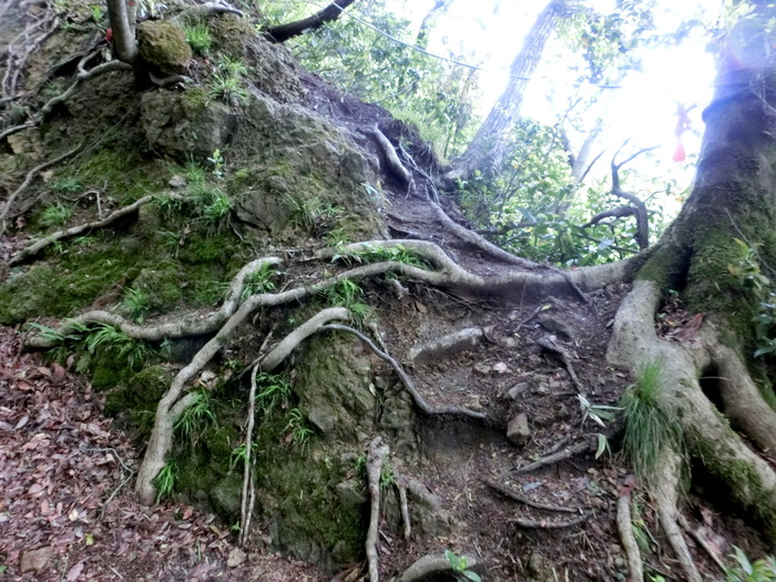 No466シャクナゲ満開の石川県火燈山～富士写ケ岳_b0185573_951419.jpg