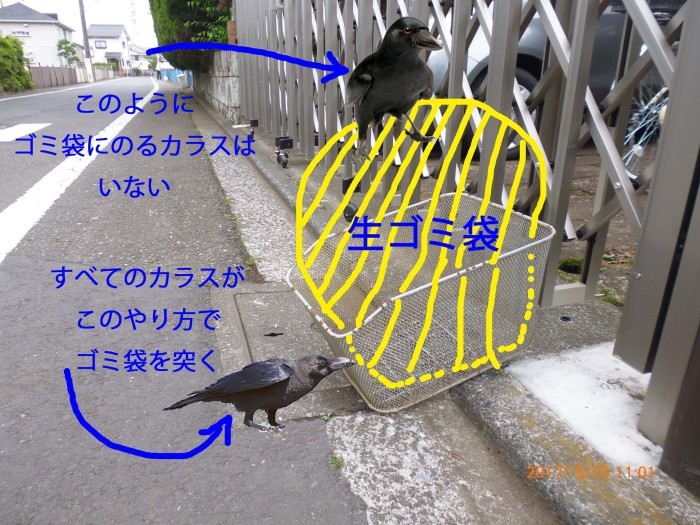 17 05 15 生ゴミ袋のカラス対策に関する一考察 権三 17 05 15 生ゴミ袋のカラス対策に関する一考察 権三