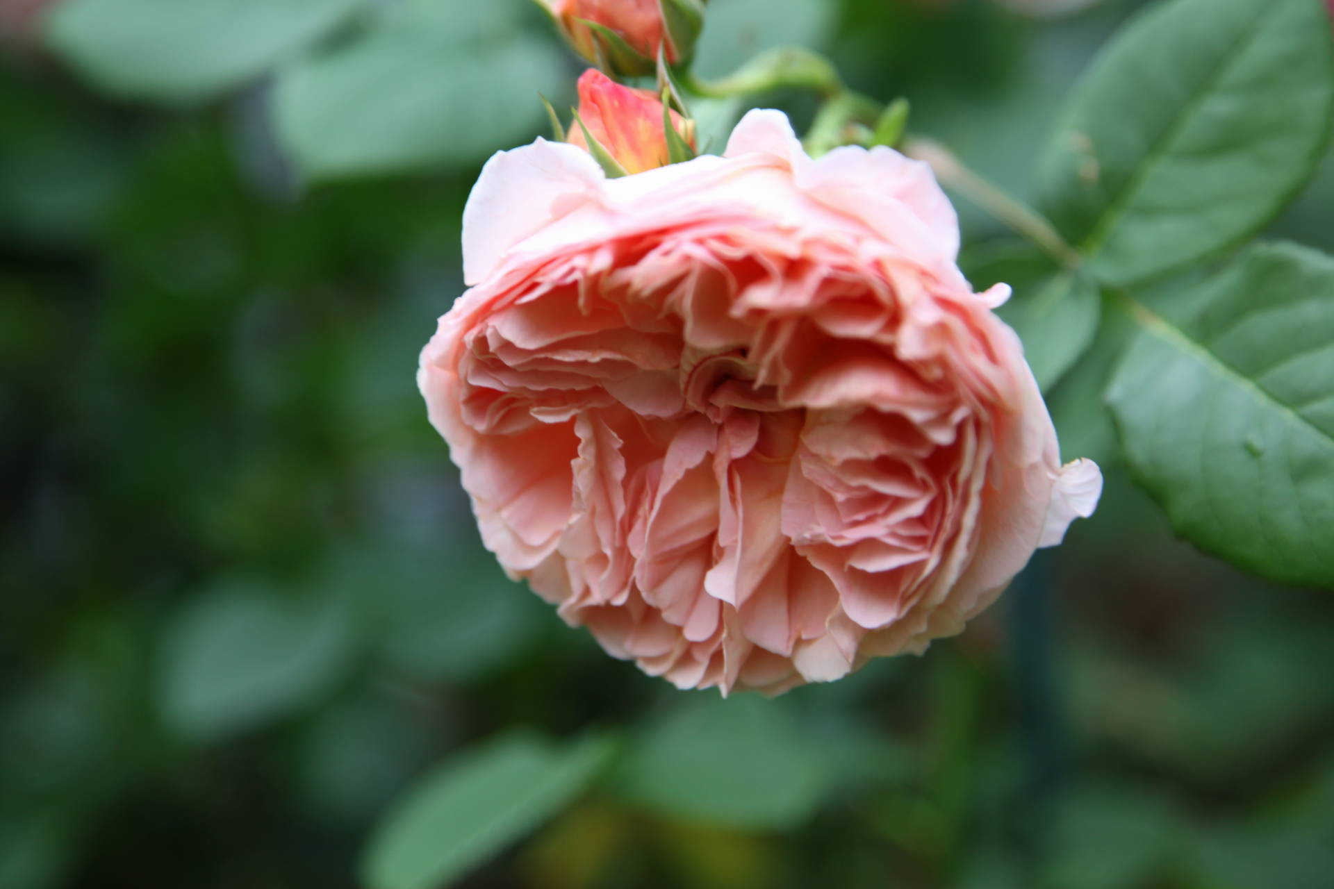 アプリコットの特徴あるバラ かおりかざり バラの香り 4 Seasons