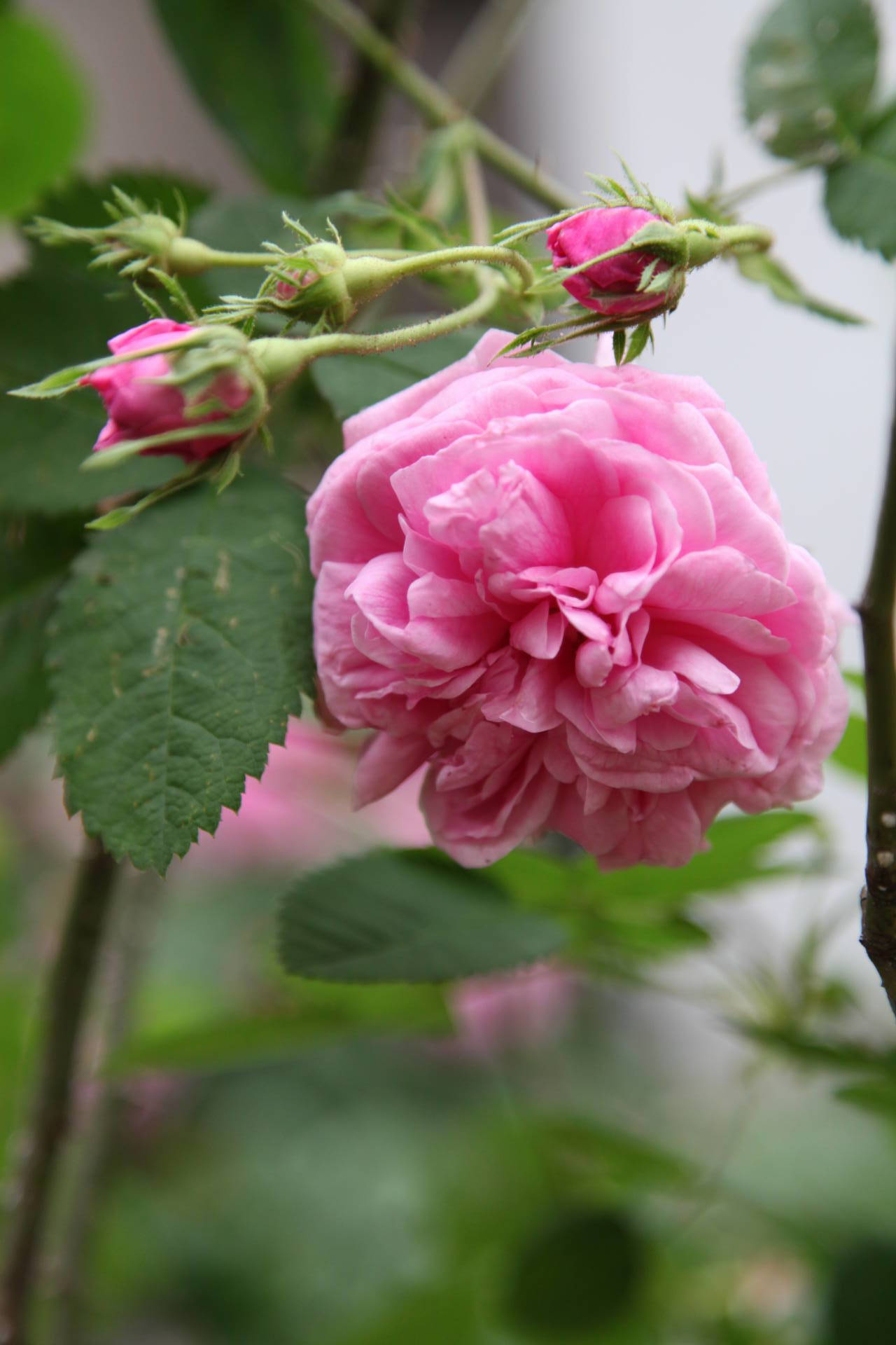 オールド ローズの女王ロサ ケンティフォリア バラの香り 4 Seasons