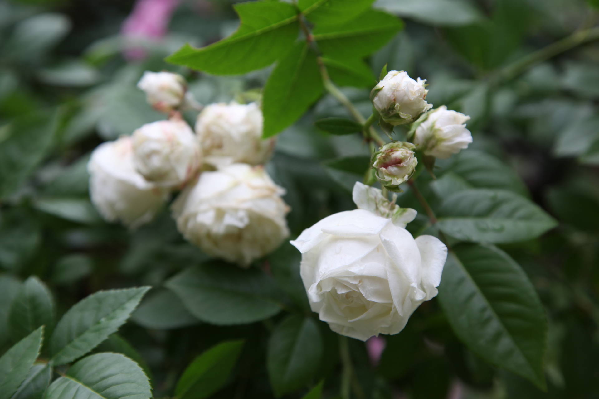 下向き白い粉粧楼 バラの香り 4 Seasons