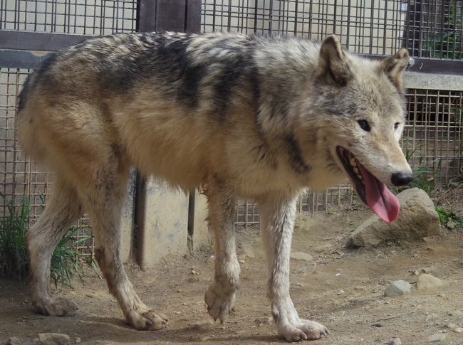 5月5日の円山動物園のルーク_b0014576_06273275.jpg