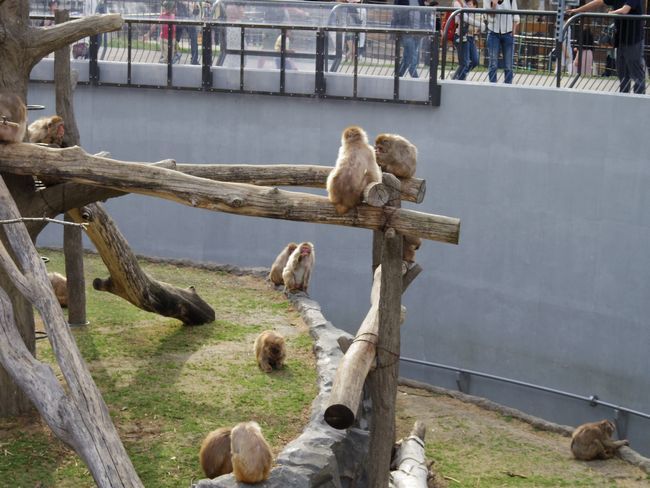 5月5日の円山動物園のドン・ザン・グレコ・ワカバ_b0014576_20351882.jpg