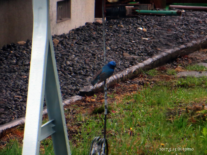 青い鳥／オオルリ_f0067179_14451314.jpg