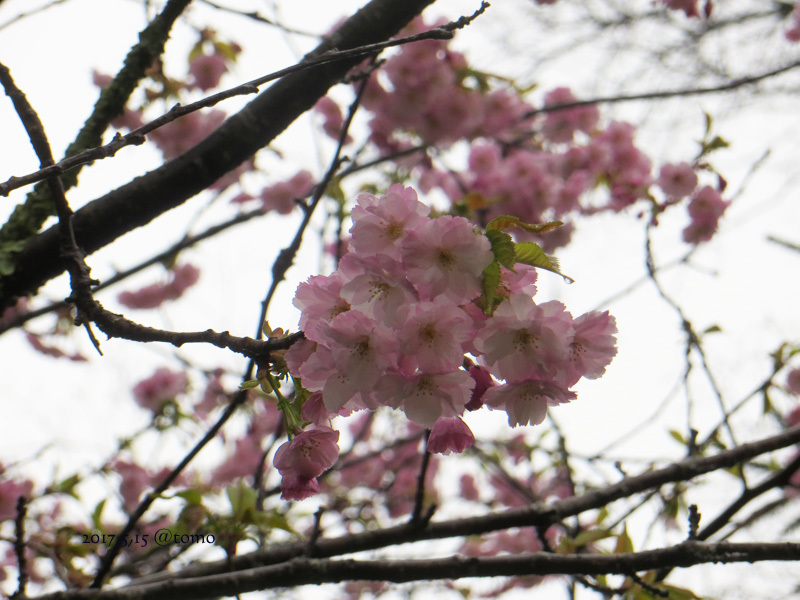 青い鳥／オオルリ_f0067179_14453814.jpg