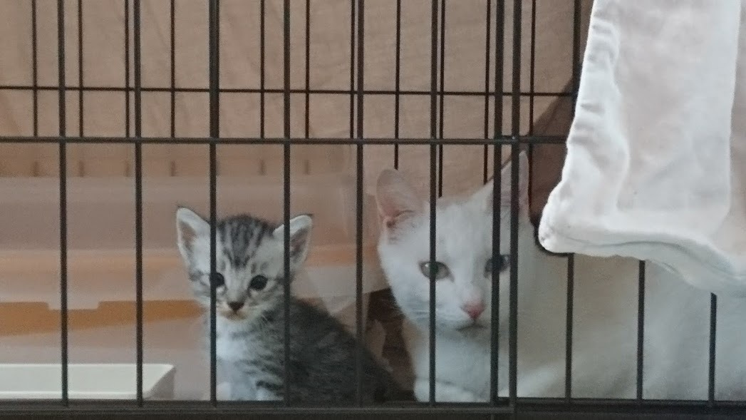 仔猫の名前_f0197985_23355599.jpg