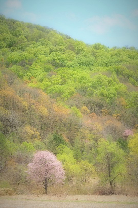 桧原の一本桜_f0174989_12544240.jpg