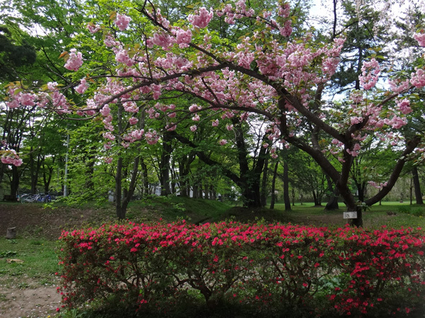 弘前公園植物園で出会った八重桜、カマツカ、カリンの大木など_a0136293_15160477.jpg