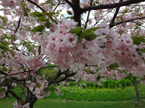 弘前公園植物園で出会った八重桜、カマツカ、カリンの大木など_a0136293_15311105.jpg