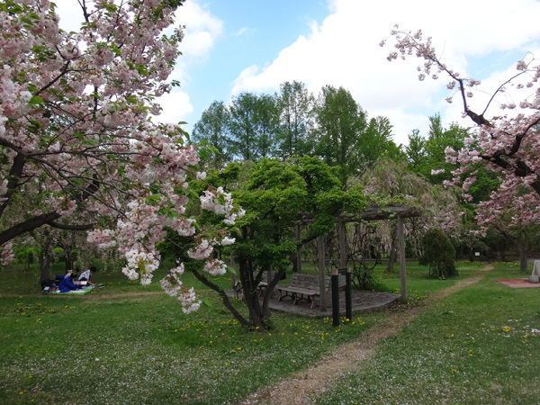 弘前公園植物園で出会った八重桜、カマツカ、カリンの大木など_a0136293_15324686.jpg