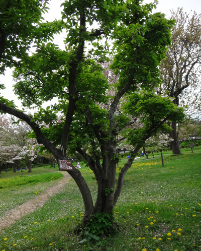 弘前公園植物園で出会った八重桜、カマツカ、カリンの大木など_a0136293_15425983.jpg