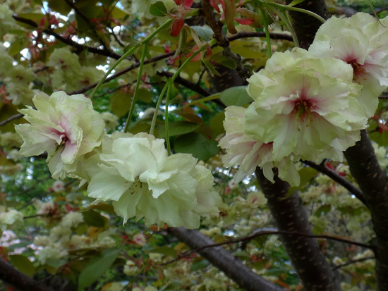 弘前公園植物園で出会った八重桜、カマツカ、カリンの大木など_a0136293_15560490.jpg