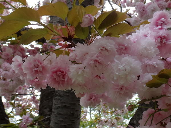 弘前公園植物園で出会った八重桜、カマツカ、カリンの大木など_a0136293_15570341.jpg