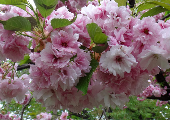 弘前公園植物園で出会った八重桜、カマツカ、カリンの大木など_a0136293_16135952.jpg