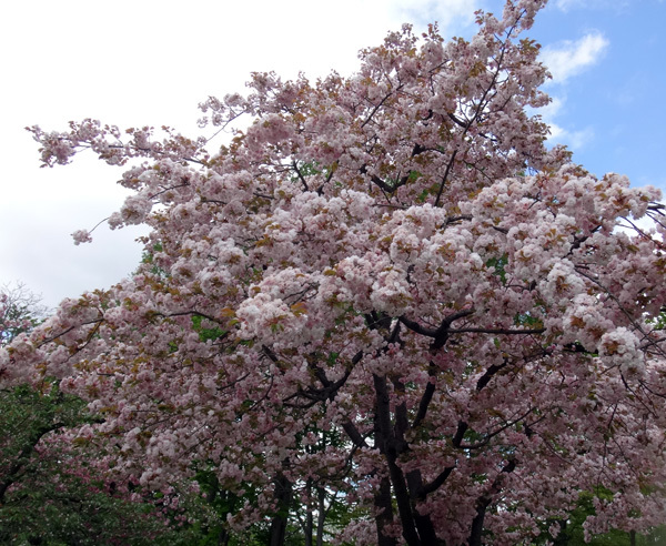 弘前公園植物園で出会った八重桜、カマツカ、カリンの大木など_a0136293_16180868.jpg