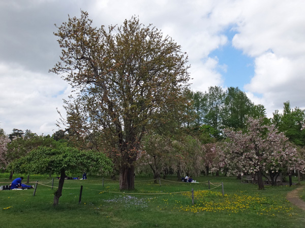 弘前公園植物園で出会った八重桜、カマツカ、カリンの大木など_a0136293_16202759.jpg