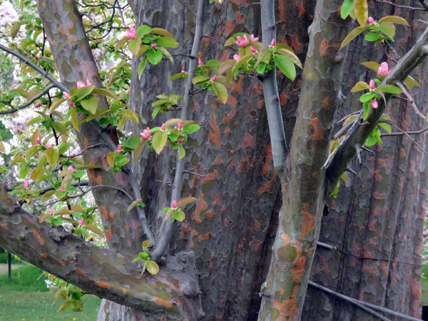 弘前公園植物園で出会った八重桜、カマツカ、カリンの大木など_a0136293_16231727.jpg