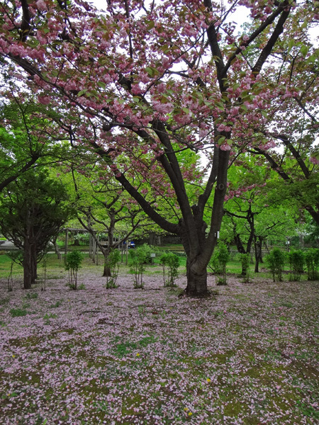 弘前公園植物園で出会った八重桜、カマツカ、カリンの大木など_a0136293_16282770.jpg