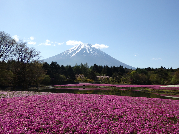 富士芝桜まつりへ行ってきた　①_e0083994_06383066.jpg