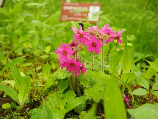 ５月の箱根湿生花園で(2017.05.15)_e0245404_15511432.jpg