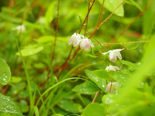 ５月の箱根湿生花園で(2017.05.15)_e0245404_15514015.jpg