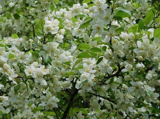 ５月の箱根湿生花園で(2017.05.15)_e0245404_15534087.jpg