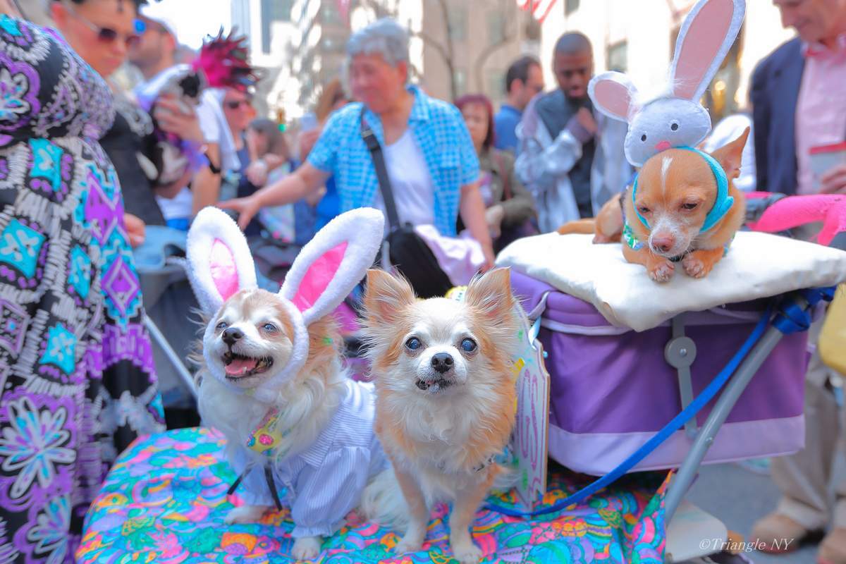 5th Avenue Easter Parade 2017 ④_a0274805_22041046.jpg
