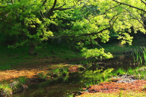 伊豆高原一碧湖の緑2_a0263109_20291196.jpg