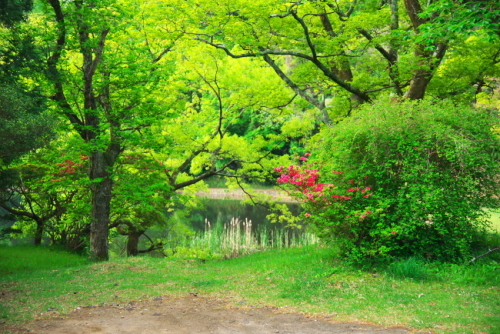 伊豆高原一碧湖の緑2_a0263109_20301603.jpg