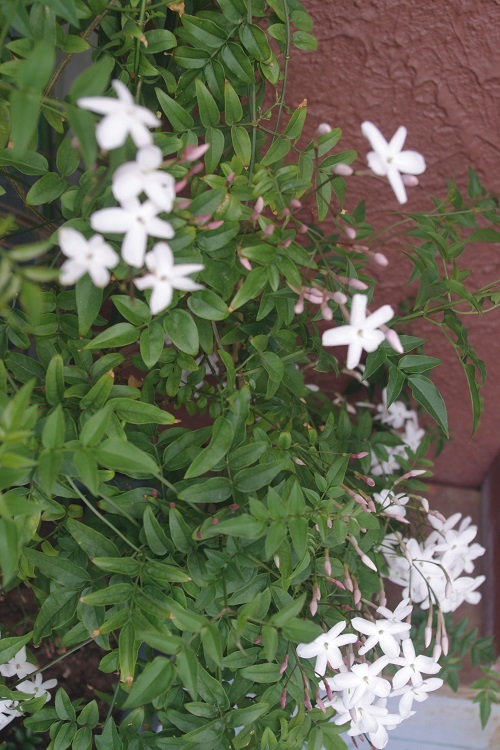 c0147909_12013127.jpg