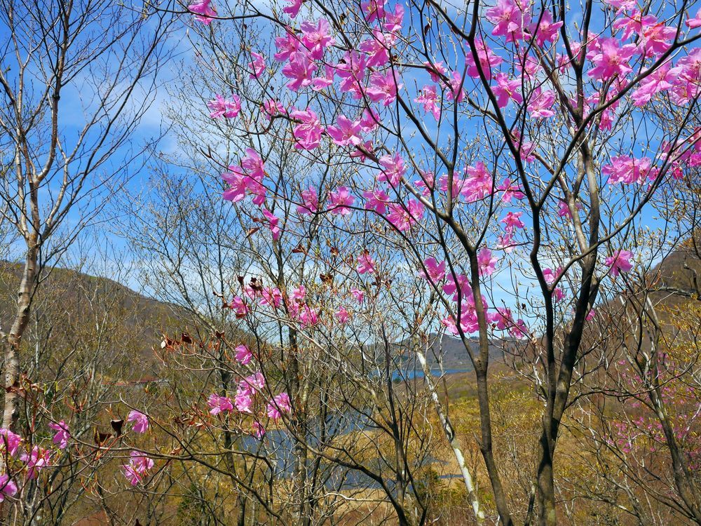 美し過ぎるアカヤシオ♪　赤城山・鳥居峠で、今日の撮れたて！_a0031821_18101046.jpg