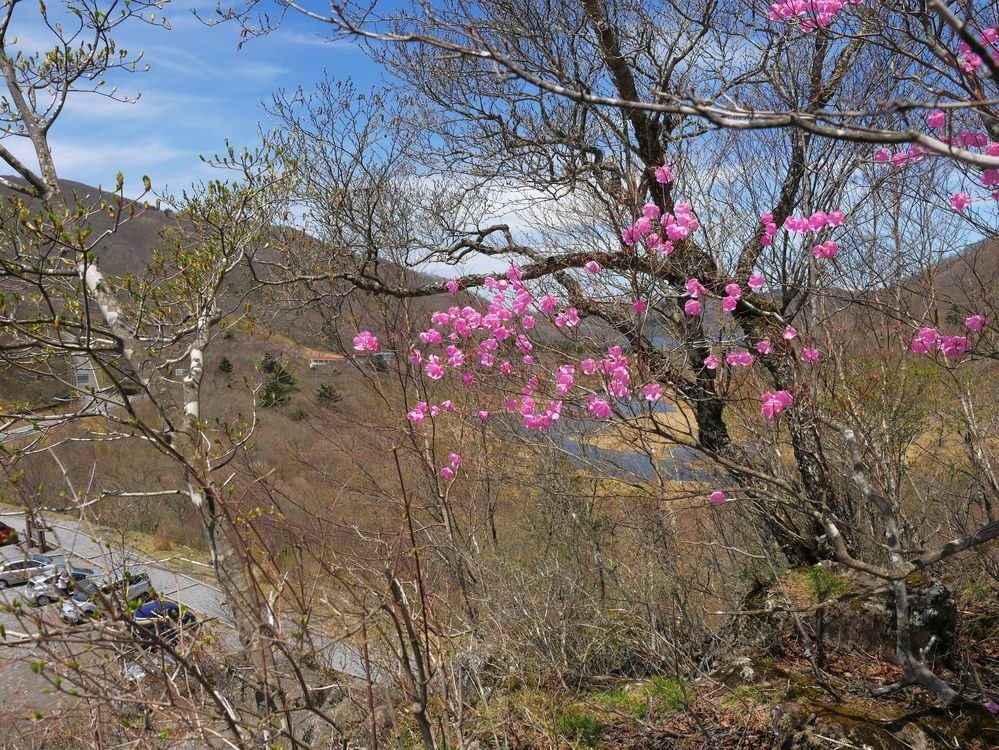 美し過ぎるアカヤシオ♪　赤城山・鳥居峠で、今日の撮れたて！_a0031821_18325128.jpg