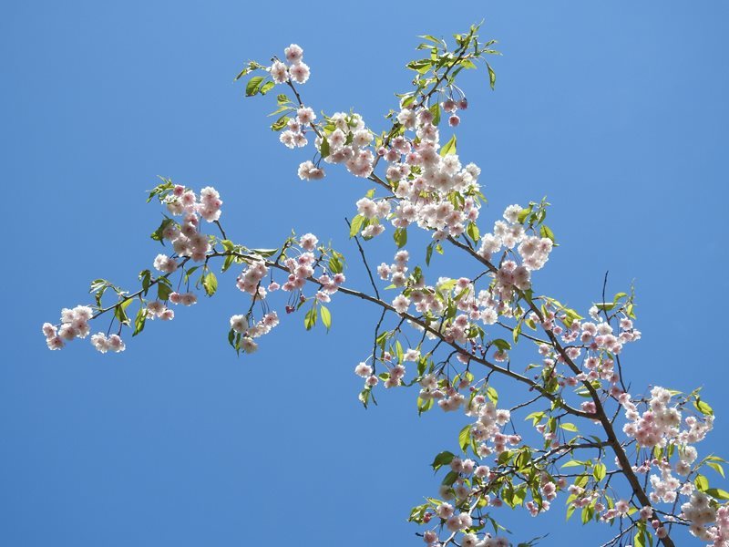 西野緑道の桜（その１）_e0362222_22054117.jpg