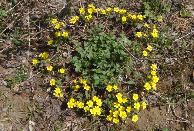 春の花、次々咲いてます(マリオの足太くなる事件アリ)_a0304423_00350112.jpg