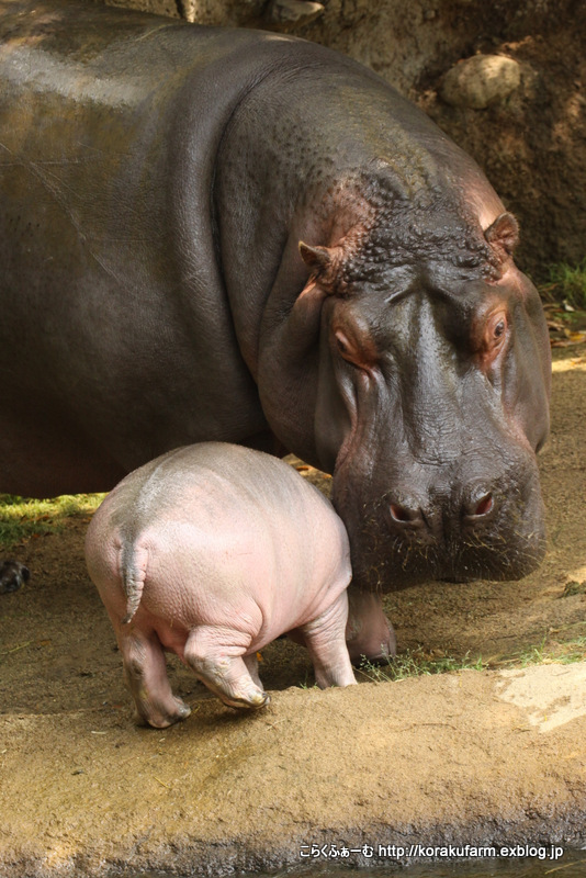 王子カバの赤ちゃん第4子（生後28日目）～その２ やんちゃな坊や_c0188824_03214312.jpg