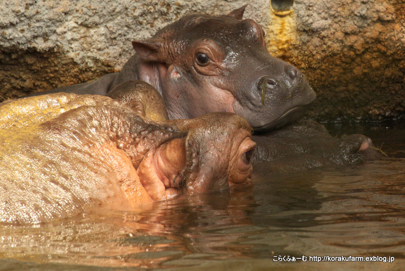 王子カバの赤ちゃん第4子（生後28日目）～その２ やんちゃな坊や_c0188824_03351460.jpg