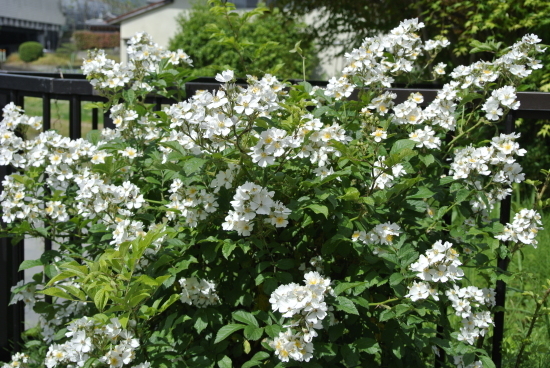 棘のある白い花 気楽じい の蓼科偶感 棘のある白い花 気楽じい の蓼科偶感