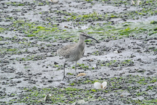 谷津干潟のチュウシャクシギ Whimbrel_f0206939_16241975.jpg