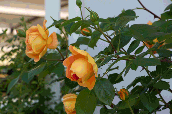 a0056140_18172123.gif