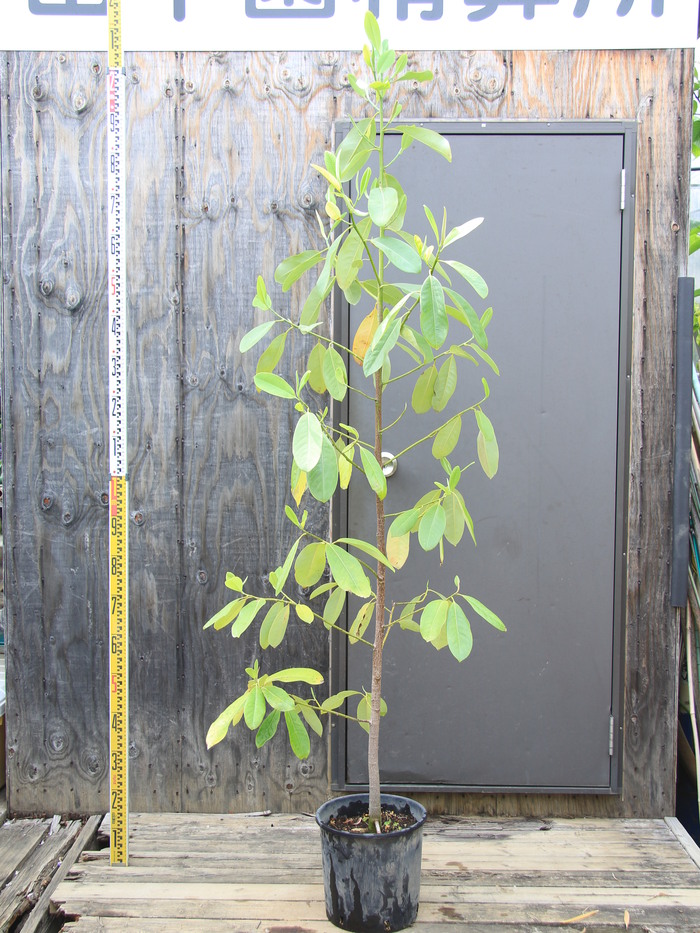 ミヤマガンショウ ラブリーマナ 深山含笑 珍品 販売 画像 写真 価格 値段 庭木 安行 植木 お問合せ商品 田中園 Shop Tanakaen Jp Web Magazine ミヤマガンショウ ラブリーマナ 深山含笑 珍品 販売 画像 写真 価格 値段 庭木 安行 植木 お問合せ商品 田中園 Shop Tanakaen Jp Web Magazine