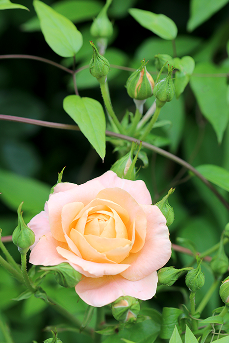 Happy*フォトレッスン・薔薇編_b0049843_17225813.jpg