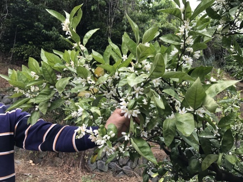 あきさわ園 温州ミカンの花 蒸留_b0239244_13281102.jpg