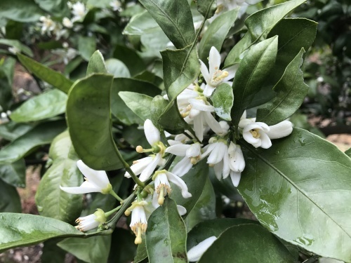 あきさわ園 温州ミカンの花 蒸留_b0239244_13290092.jpg