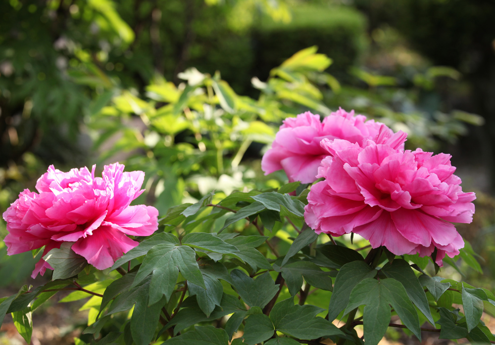 葛城市　石光寺　牡丹　１_c0108146_21400257.jpg