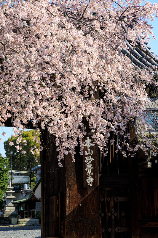 京都の桜2017 妙覚寺のしだれ桜_f0155048_005683.jpg