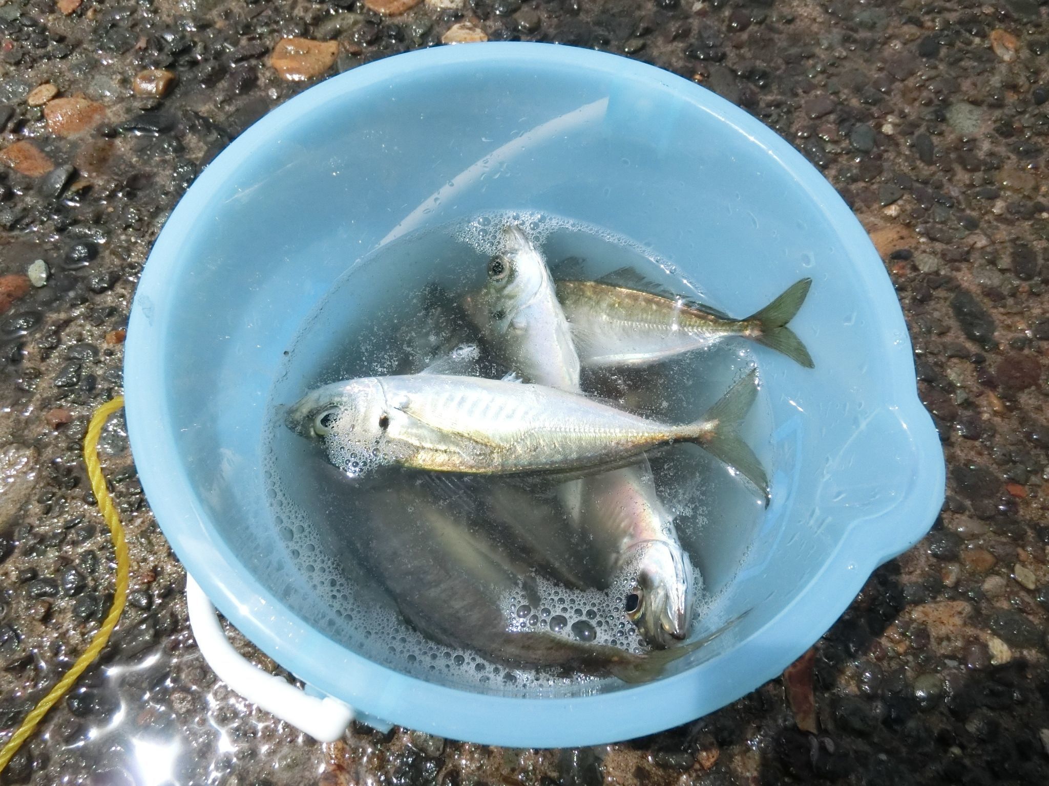 釣りも良いね。アジも大量大量！みんなで頂きました！_c0342050_10235203.jpg