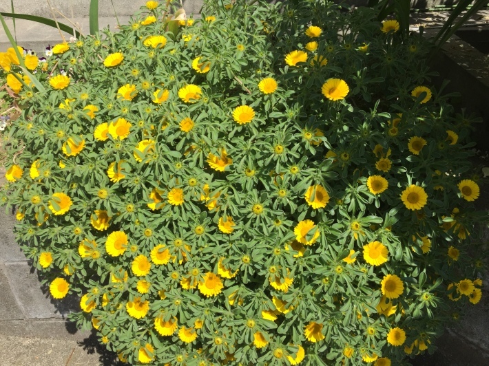 お花の季節♪_b0115751_22530683.jpg