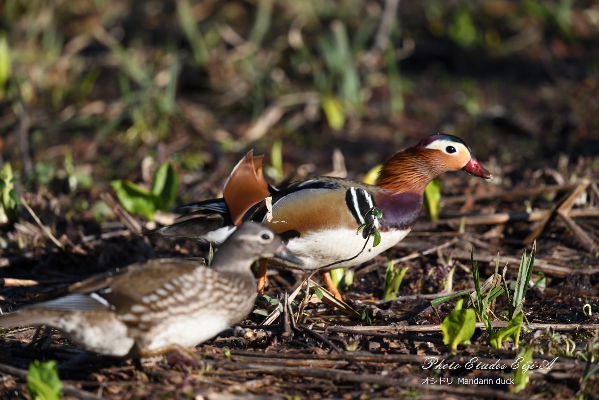 鳥の王様　キクイタダキ_e0365355_19532359.jpg